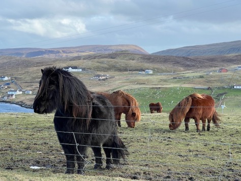 shetland - 17