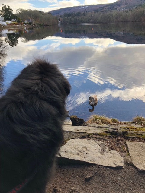 Loch Faskally and first swan of the season