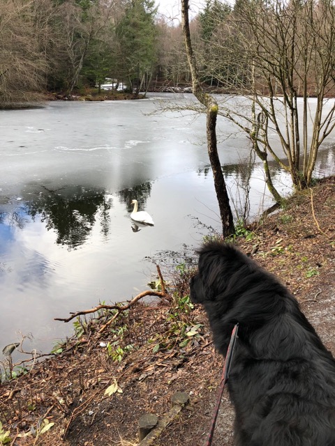 Avoiding swans at Loch Drumore
