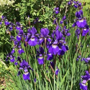 IMG_4781.jpeg